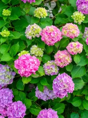 natural hydrangea scenery picture elegant blooming flowers leaves