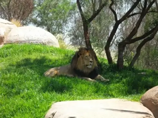 natural lion