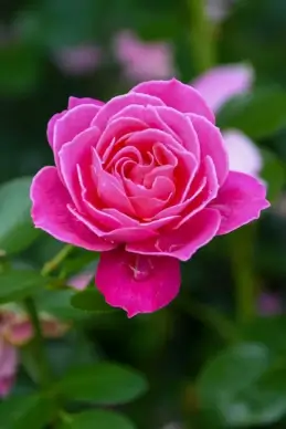 natural rose backdrop picture elegant closeup
