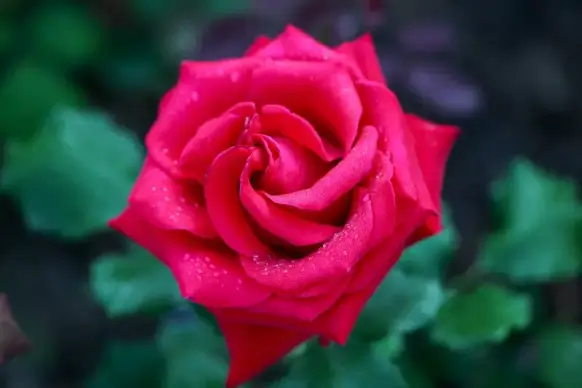 natural rose backdrop picture elegant closeup
