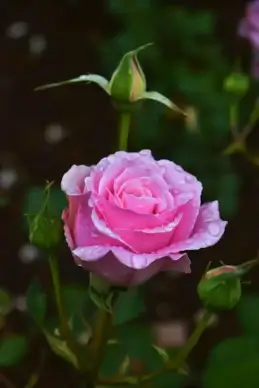 natural rose picture elegant wet closeup contrast