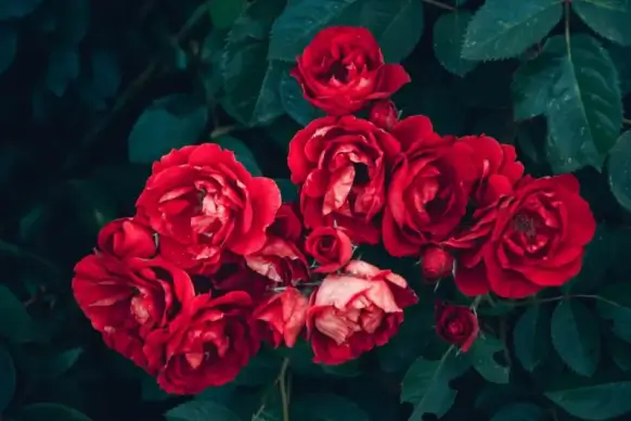 natural roses picture blooming contrast scene