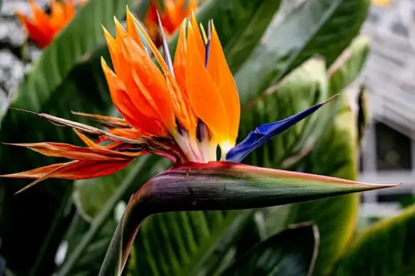 natural scene backdrop blooming Bird of paradise flower leaves  