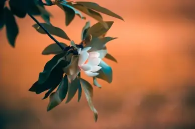 nature backdrop contrast blooming magnolia flora leaves