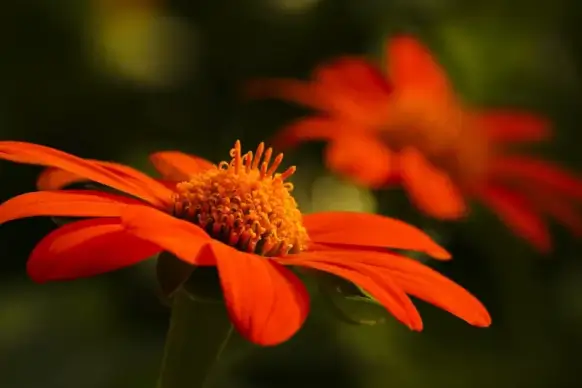 nature backdrop elegant blurred contrast flower scene