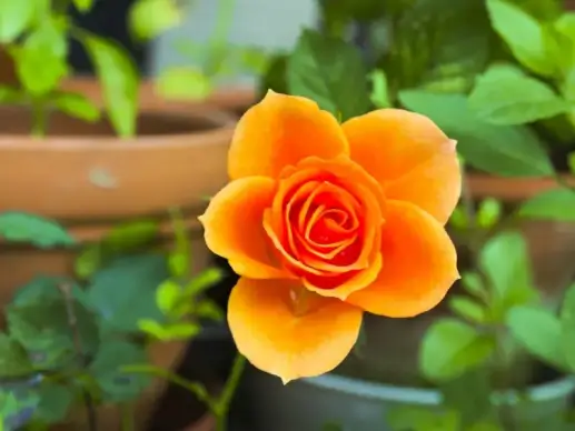 nature backdrop elegant flower closeup