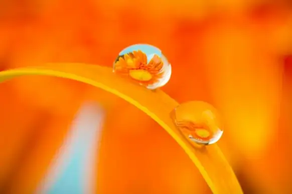 nature backdrop elegant petal water droplet closeup