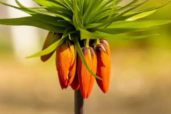 nature backdrop flower buds bunch closeup 