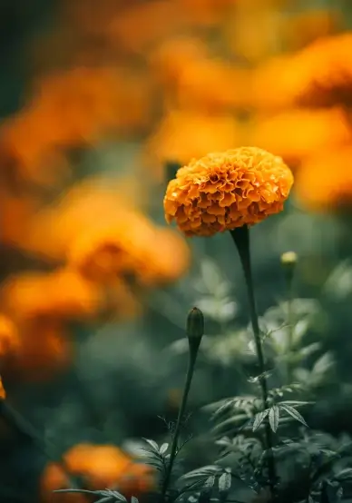 nature backdrop Marigold blossom blurred scene