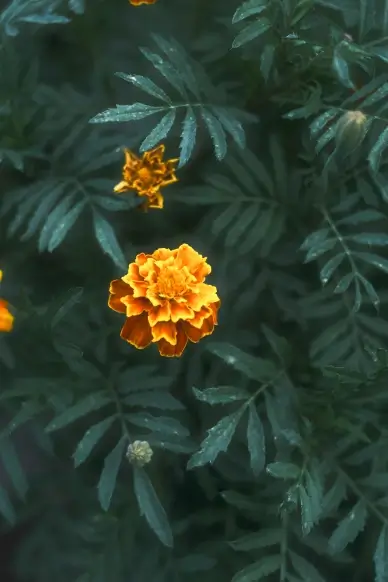nature backdrop marigold petal leaves contrast scene