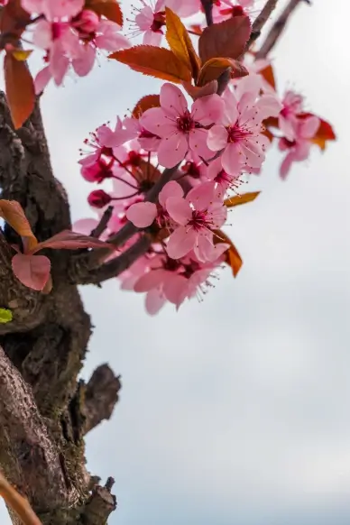 nature backdrop peach blossom leaves petals closeup