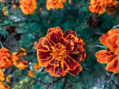 nature backdrop picture blooming Marigold petals closeup