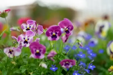 nature backdrop picture blooming Pansy flowers scene