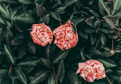 nature backdrop picture blooming Peony leaves contrast scene