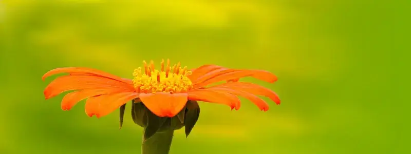 nature backdrop picture closeup blooming flower