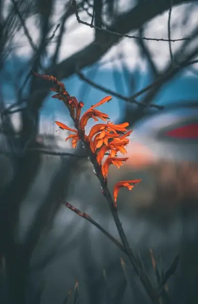nature backdrop picture contrast Gladiolus flower tree
