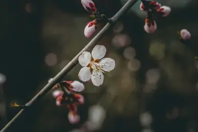 nature backdrop picture contrast peach blossom closeup scene