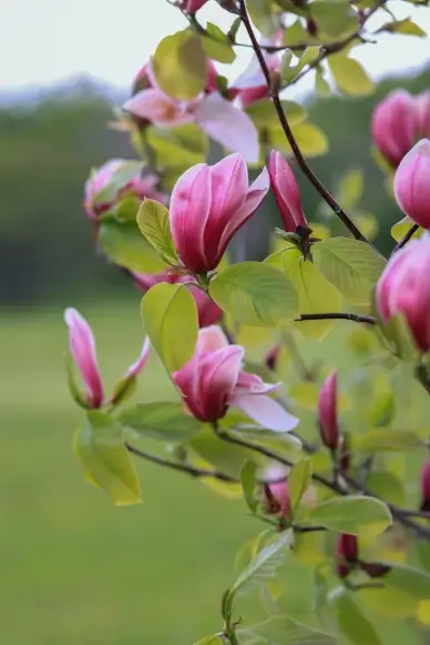 nature backdrop picture elegant blooming magnolia flora leaves