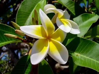 nature backdrop picture elegant blooming scene closeup