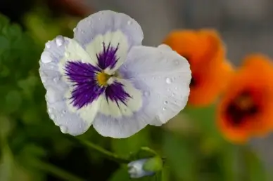 nature backdrop picture elegant blurred pansy floras closeup