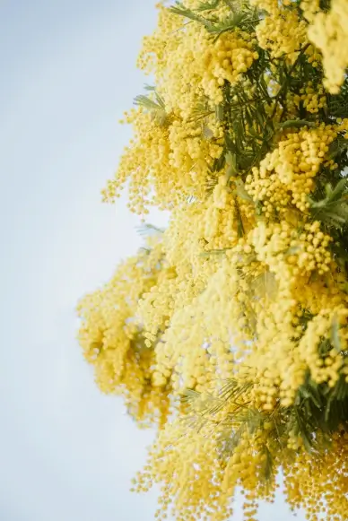 nature backdrop picture elegant bright mimosa blossom scene