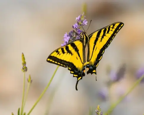 nature backdrop picture elegant closeup butterfly perching flowers