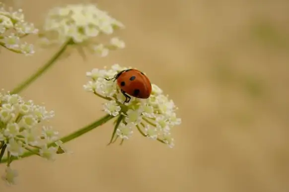 nature backdrop picture elegant ladybug flora closeup