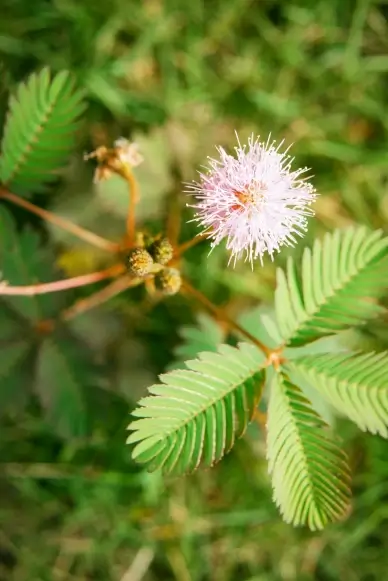 nature backdrop picture elegant realistic mimosa petal leaves