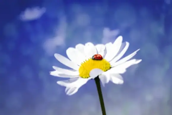 nature backdrop picture elegant tiny ladybug flower closeup