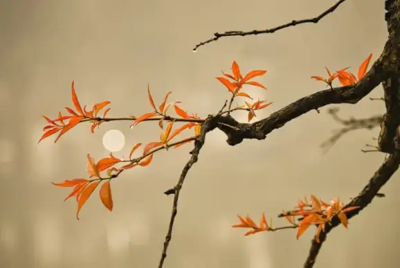 nature backdrop picture flowering branch closeup 