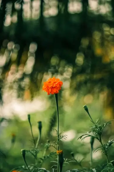nature backdrop picture marigold blurred contrast scene