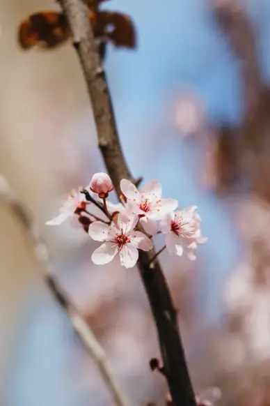 nature backdrop picture peach blossom closeup 