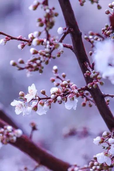 nature backdrop picture peach blossom closeup scene