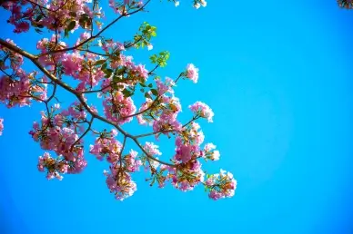 nature backdrop picture sky peach blossom scene
