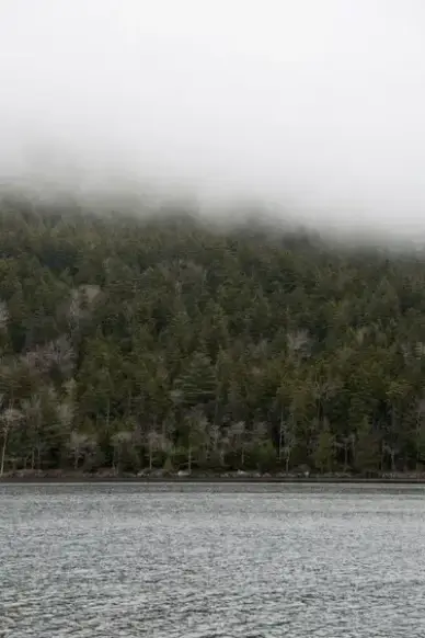 nature landscape lake water trees fog