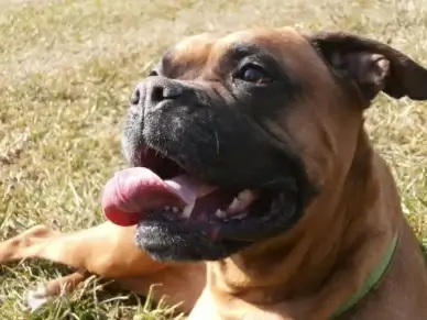 nature pets boxer