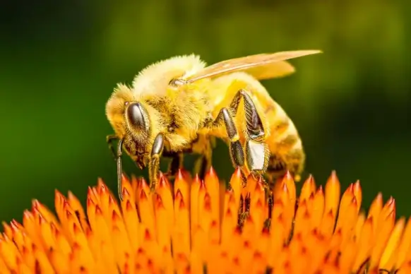 nature picture backdrop bee flowers closeup