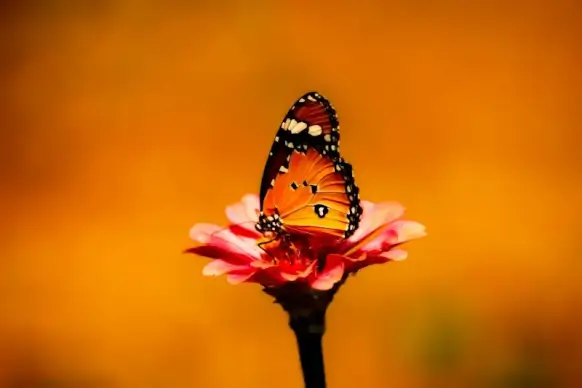 nature picture backdrop butterfly perching petal