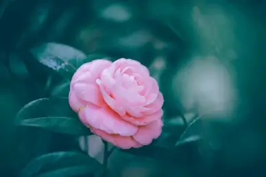 nature picture backdrop elegant closeup camellia petal leaves