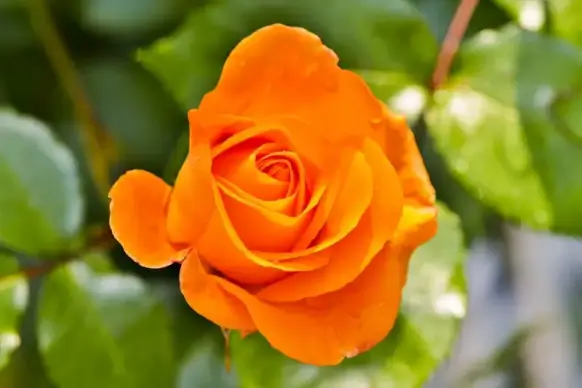 nature picture beautiful  rose closeup 