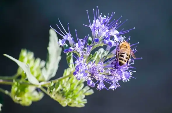 nature picture bee perching flowers closeup 