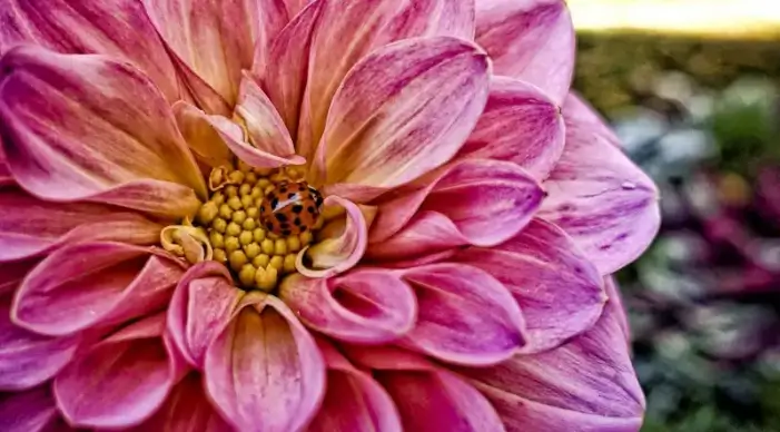 nature picture dahlia ladybug closeup