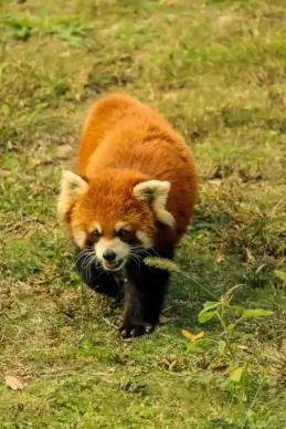 nature picture dynamic walking red panda