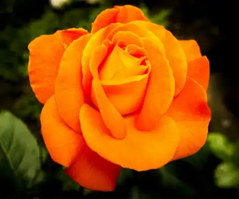 nature picture elegant blooming rose closeup 