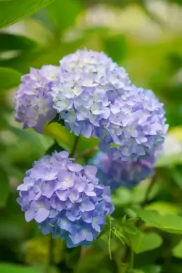 nature picture elegant closeup blooming Hydrangea flowers