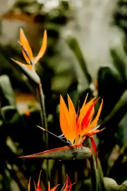 nature picture elegant closeup paradise flowers