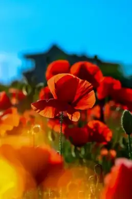 nature picture elegant closeup poppy flowers scene 