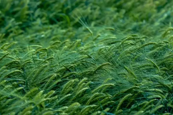 nature picture green barley field 