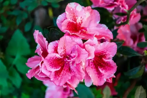 nature picture hibiscus flowers leaves blossom scene