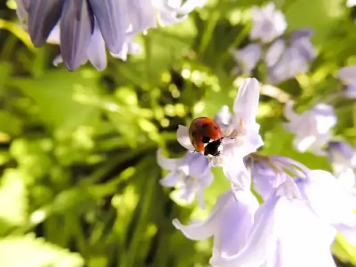 nature picture ladybird perching flowers elegant closeup